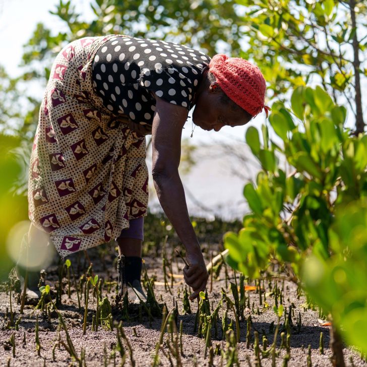 Plant trees - wir pflanzen einen Baum für jedes verkaufte NUTREXIN Produkt