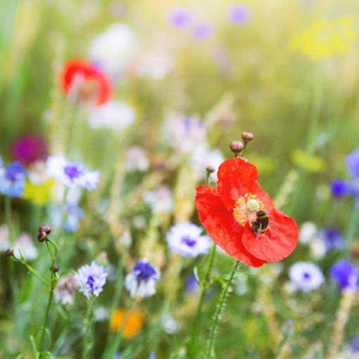 Leichtigkeit neu entdecken – bewusst und gestärkt in den Frühling starten