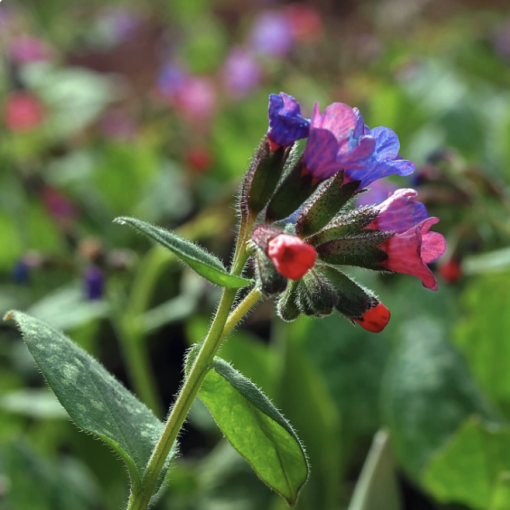 Pulmonaria officinalis - ein ganz besonderes Kraut